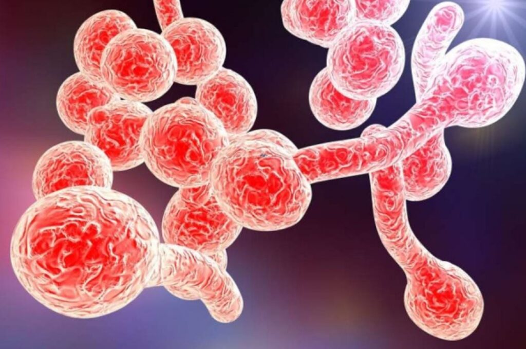 Candida