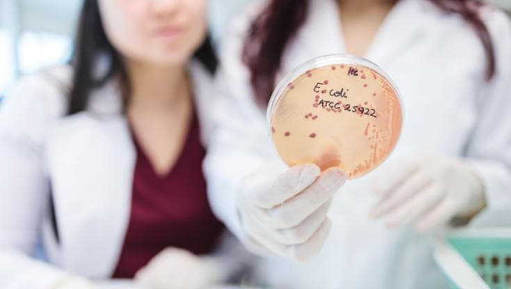 Escherichia coli