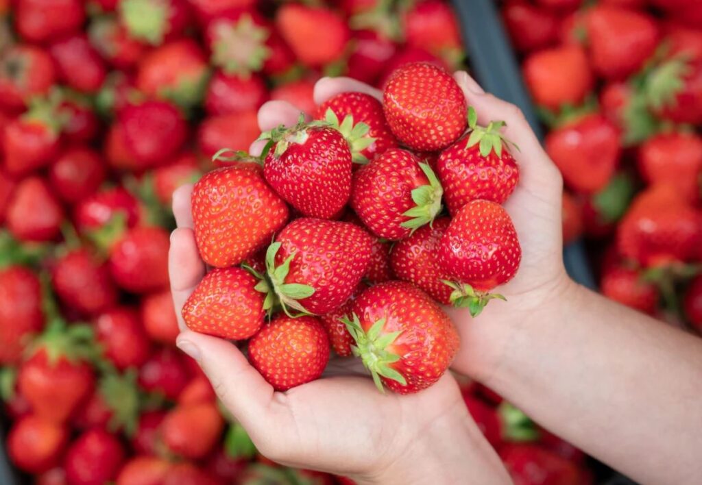 Fragole